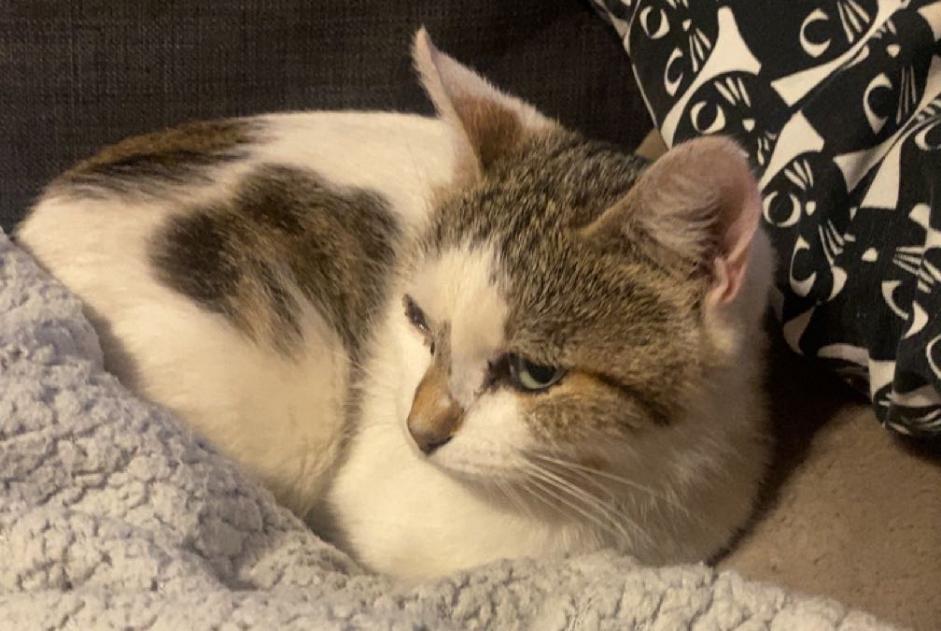 Fundmeldung Katze Weiblich Espaly-Saint-Marcel Frankreich Fundmeldung Katze Weiblich Espaly-Saint-Marcel Frankreich
