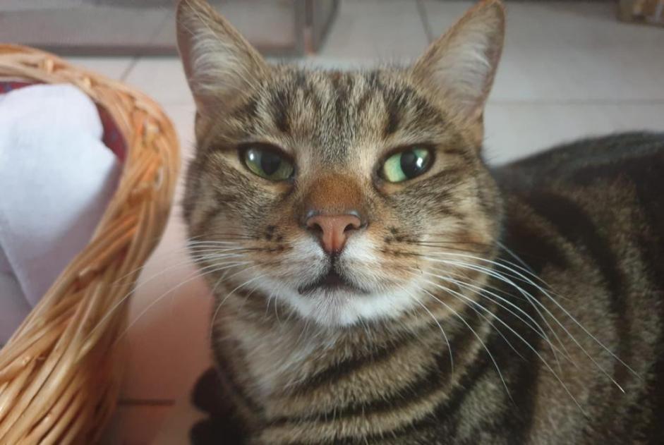 Vermisstmeldung Katze  Weiblich , 5 jahre Beaumont Frankreich