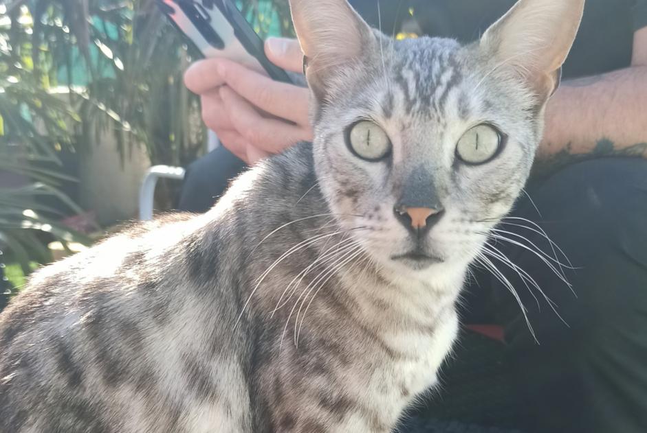 Vermisstmeldung Katze  Männliche , 5 jahre Vergongheon Frankreich