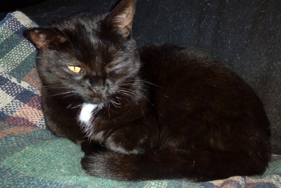 Vermisstmeldung Katze Weiblich , 7 jahre Chomelix Frankreich Vermisstmeldung Katze Weiblich , 7 jahre Chomelix Frankreich