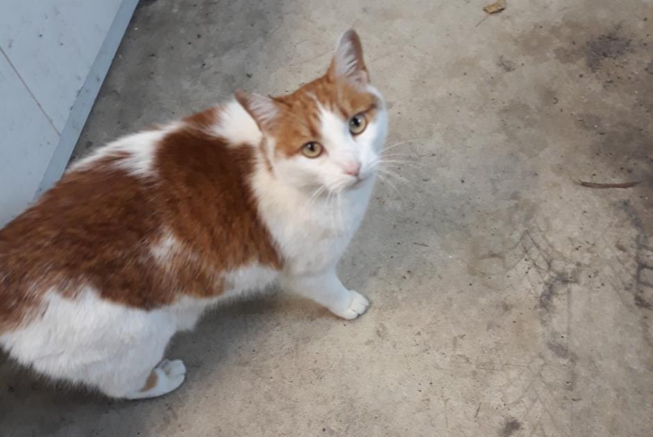 Discovery alert Cat Male , 3 years Blanzac France