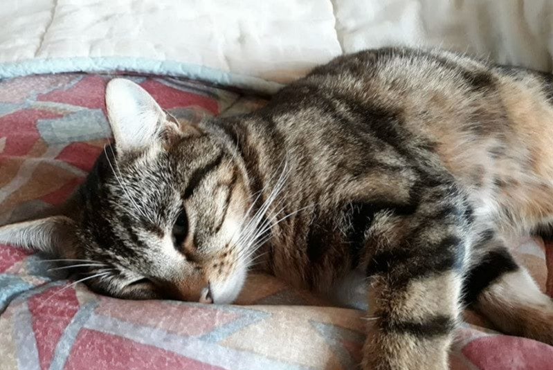 Disappearance alert Cat  Male , 5 years Saint-Haon France