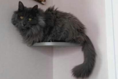 Disappearance alert Cat Male , 5 years Saint-Victor-Malescours France