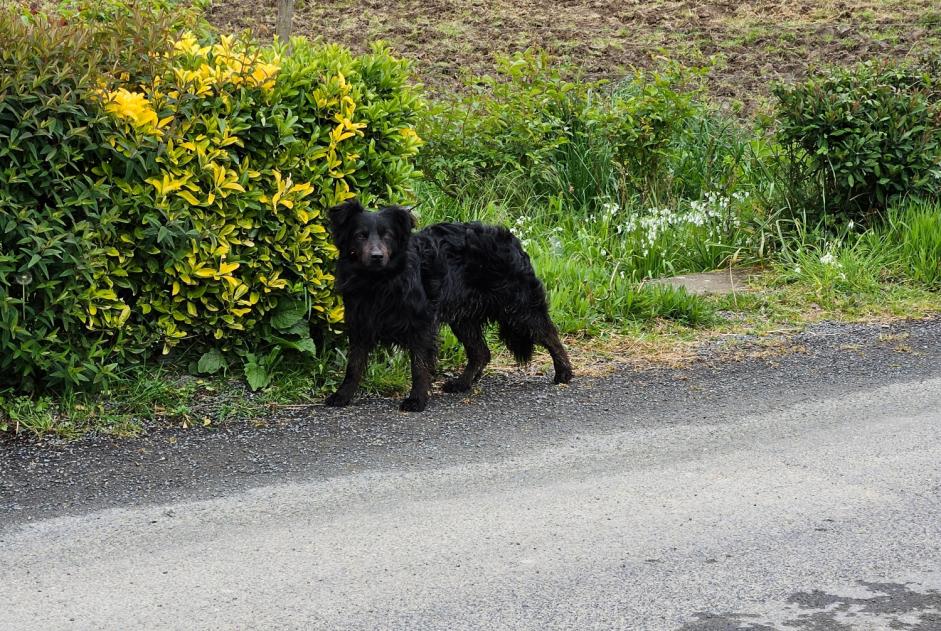 Discovery alert Dog Unknown Plédéliac France