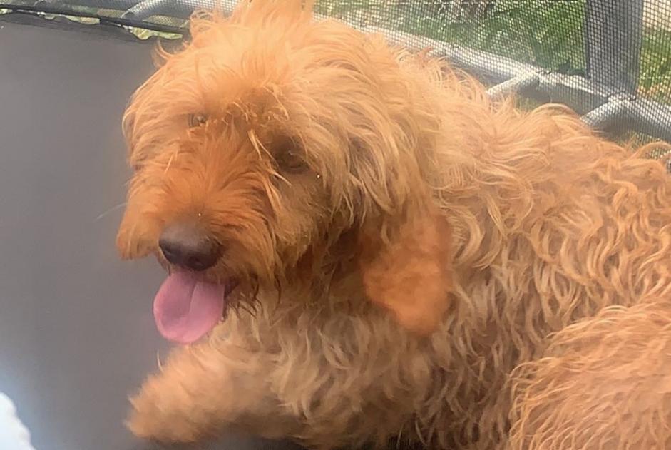 Alerta de Desaparición Perro Macho , 4 años Beauzac Francia Alerta de Desaparición Perro Macho , 4 años Beauzac Francia