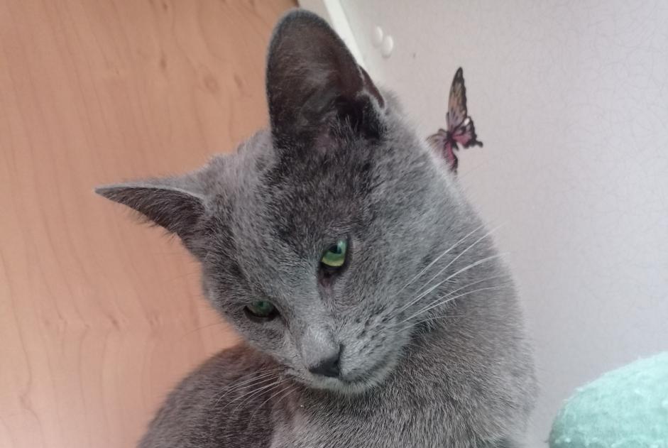 Alerte Disparition Chat croisement Femelle , 1 ans Beaulieu France