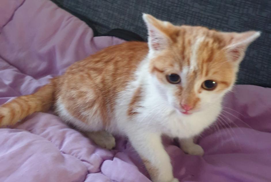 Alerte Découverte Chat croisement Inconnu Beaux France Alerte Découverte Chat croisement Inconnu Beaux France