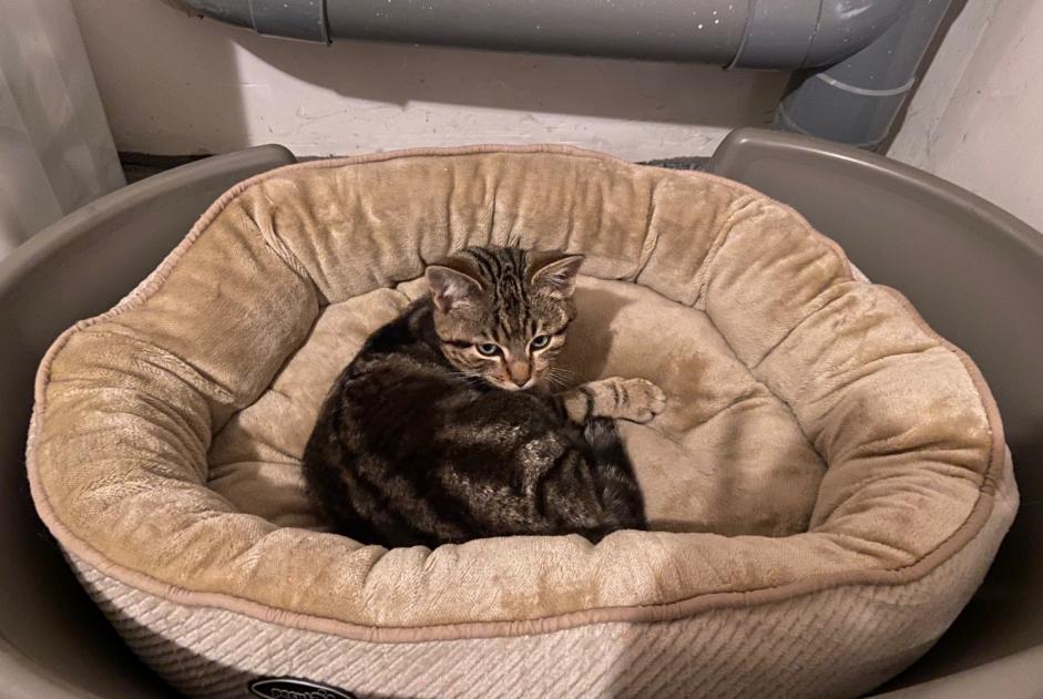 Alerte Découverte Chat Femelle Dunières France Alerte Découverte Chat Femelle Dunières France