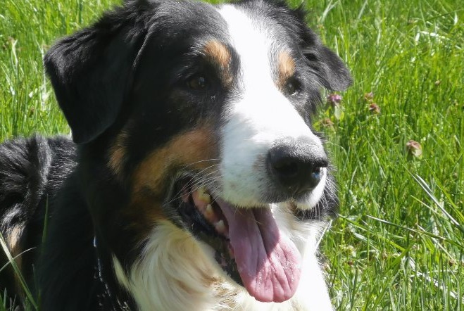 Alerte Disparition Chien Mâle , 12 ans Vézézoux France Alerte Disparition Chien Mâle , 12 ans Vézézoux France