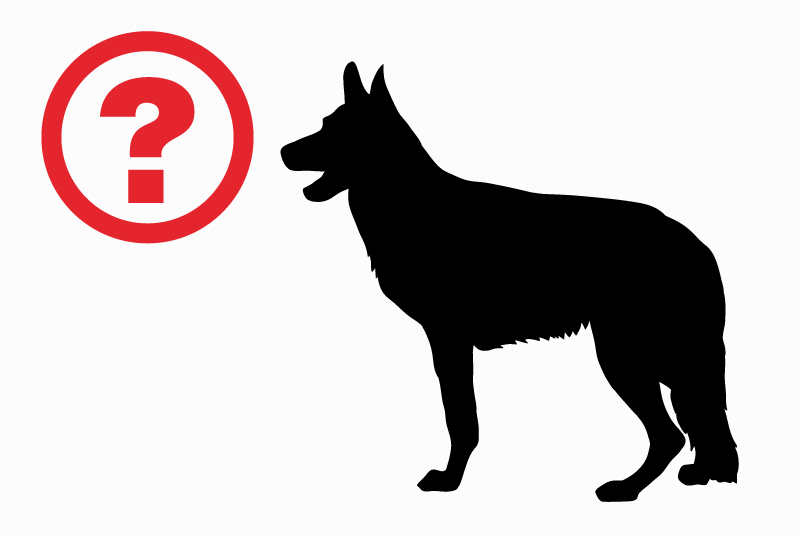 Discovery alert Dog Male Le Monastier-sur-Gazeille France