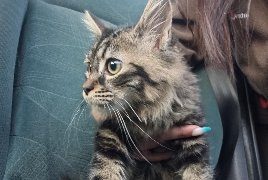 Avviso Ritrovamento Gatto Maschio Montfaucon-en-Velay Francia
