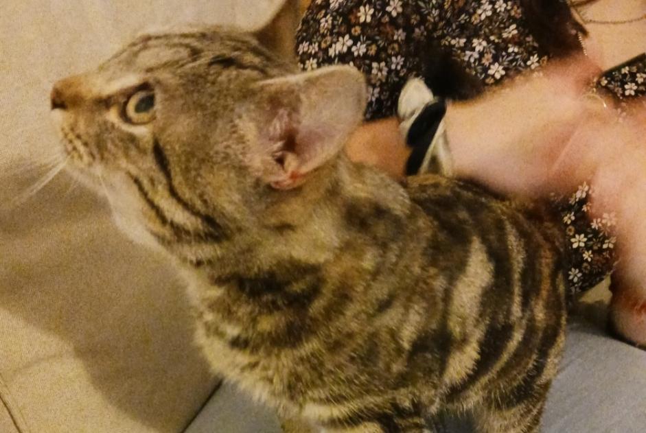 Alerta descoberta Gato Fêmea Vals-près-le-Puy France