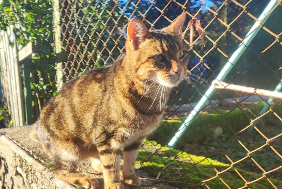 Alerta descoberta Gato Macho Bas-en-Basset France